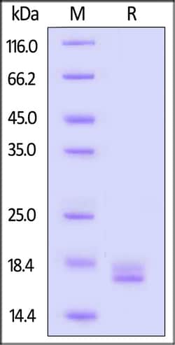 ACROBiosystems GMP Human TNF-alpha Protein, Quantity: Each of 1