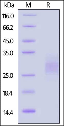 ACROBiosystems&nbsp;GMP Human SCF Protein