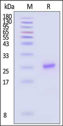 ACROBiosystems GMP Human IL-6 Protein, Quantity: Each of 1