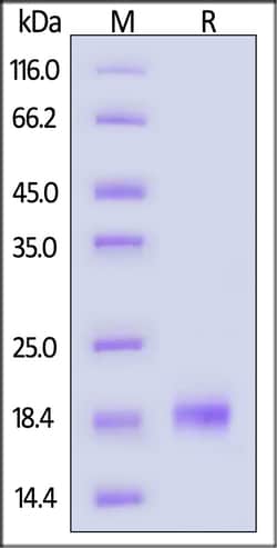 ACROBiosystems GMP Human IL-4 Protein, Quantity: Each of 1