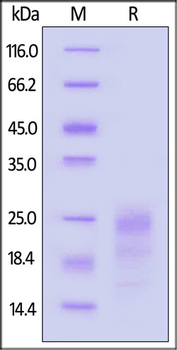 ACROBiosystems GMP Human IFN-gamma Protein, Quantity: Each of 1