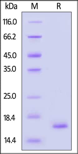 ACROBiosystems GMP Human FGF basic Protein, Quantity: Each of 1