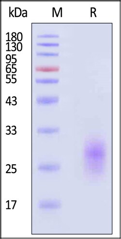 ACROBiosystems Human GIPR 25ug, Quantity: Each of 1
