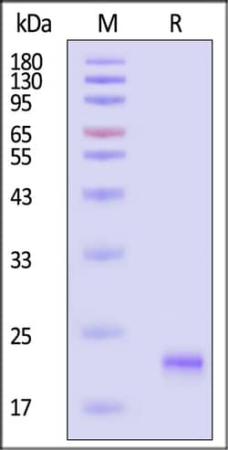 ACROBiosystems Human GH premium grade, Quantity: Each of 1