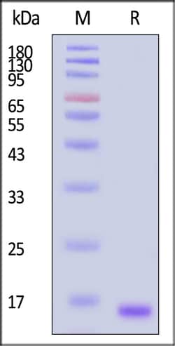 ACROBiosystems Human GDF-15 25ug, Quantity: Each of 1