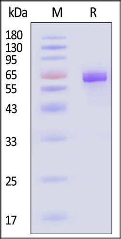 ACROBiosystems Mouse FOLR1 Protein Fc Tag, Quantity: Each of 1