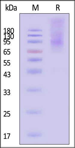 ACROBiosystems Cynomolgus Flt-3 100ug, Quantity: Each of 1