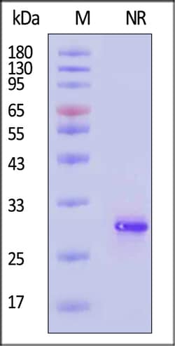 ACROBiosystems Human FGF-17 50ug, Quantity: Each of 1