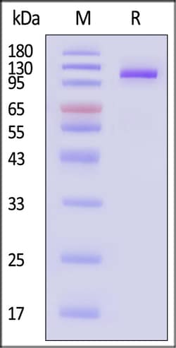 ACROBiosystems Human FCRL5 Protein His Tag, Quantity: Each of 1