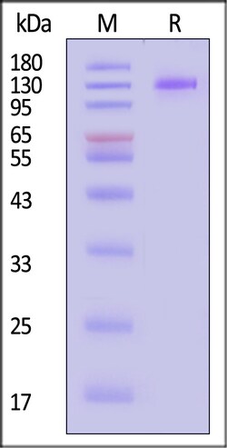 ACROBiosystems Cynomolgus FCRL5 1mg, Quantity: Each of 1