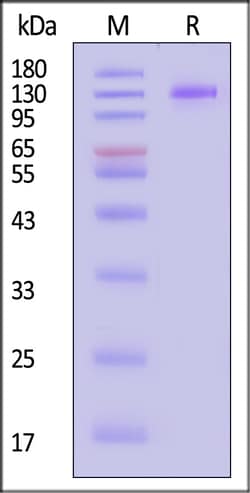ACROBiosystems Cynomolgus FCRL5 100ug, Quantity: Each of 1