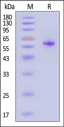 ACROBiosystems Human Erythropoietin R 100ug, Quantity: Each of 1