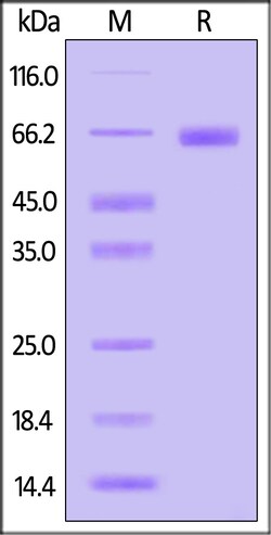ACROBiosystems Human EphA2 200ug, Quantity: Each of 1