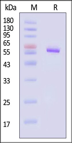 ACROBiosystems Envelope protein 50ug, Quantity: Each of 1