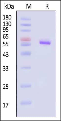 ACROBiosystems Envelope protein 500ug, Quantity: Each of 1