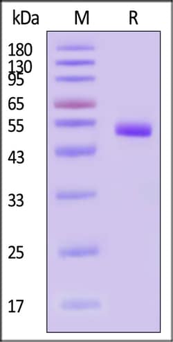 ACROBiosystems TBEV European subtype strain, Quantity: Each of 1
