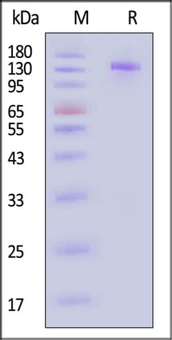 ACROBiosystems&nbsp;Mouse EGF R Protein FcAvitag