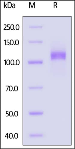 ACROBiosystems&nbsp;Mouse EGF R Protein Fc Tag