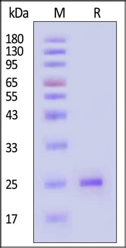 ACROBiosystems&nbsp;Human EBI3 Protein His Tag