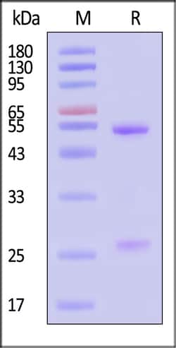 ACROBiosystems Cynomolgus IgG control 100ug, Quantity: Each of 1