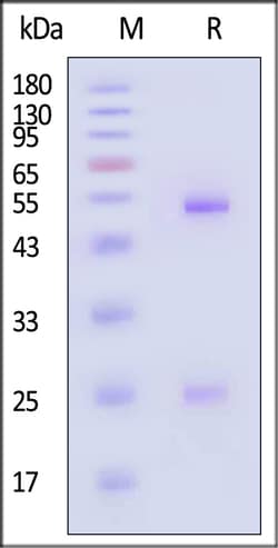 ACROBiosystems Human IgG control 1mg, Quantity: Each of 1
