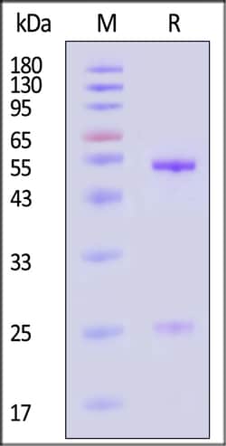 ACROBiosystems Human IgG control 1mg, Quantity: Each of 1