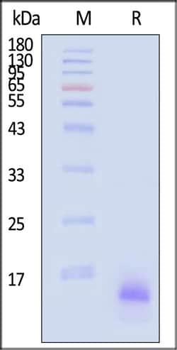 ACROBiosystems Human Complement C3a 200ug, Quantity: Each of 1