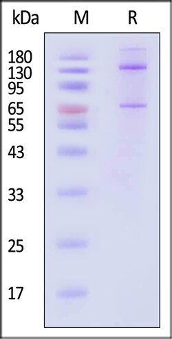 ACROBiosystems Human Complement C5 100ug, Quantity: Each of 1