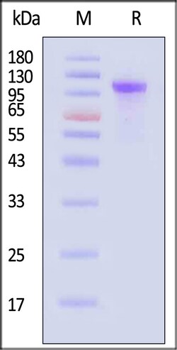 ACROBiosystems Dog Complement C2 25ug, Quantity: Each of 1