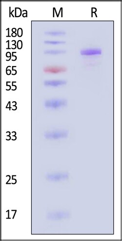 ACROBiosystems Cynomolgus Complement C2 25ug, Quantity: Each of 1