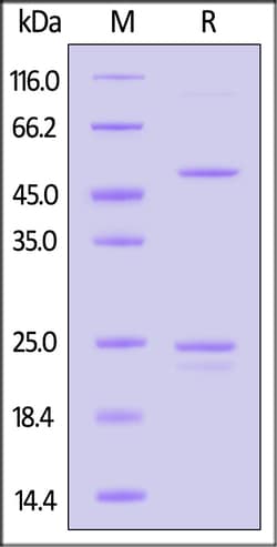 ACROBiosystems Human Claudin-6 20ug, Quantity: Each of 1