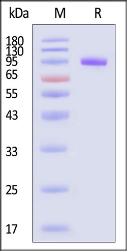 ACROBiosystems Human LILRB1 25ug, Quantity: Each of 1