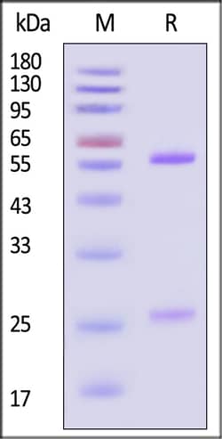 ACROBiosystems Mouse CD3 50ug, Quantity: Each of 1