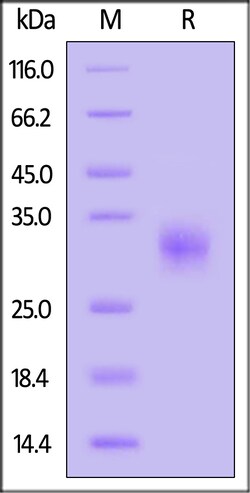 ACROBiosystems Human CD32b/c Protein Strep T, Quantity: Each of 1