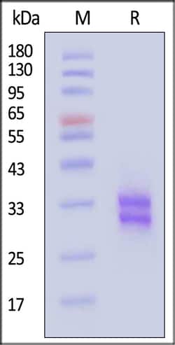 ACROBiosystems Human CD8 alpha beta 200ug, Quantity: Each of 1