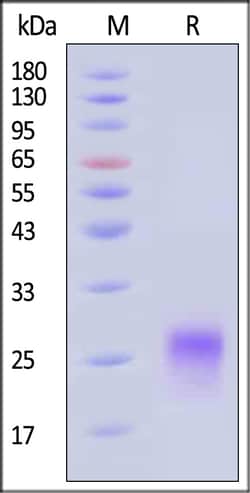 ACROBiosystems Cynomolgus CD8 alpha 50ug, Quantity: Each of 1