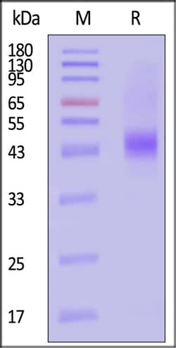 ACROBiosystems Human CD38 25ug, Quantity: Each of 1