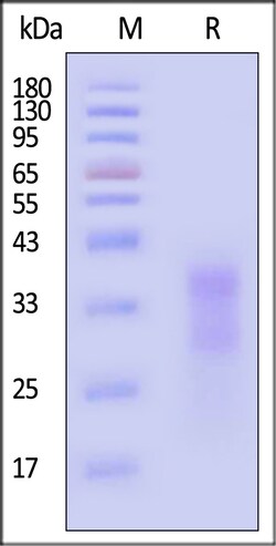 ACROBiosystems Cynomolgus CD7 200ug, Quantity: Each of 1