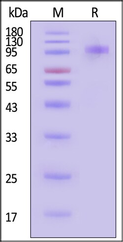 ACROBiosystems Human CD36 Protein Fc Tag, Quantity: Each of 1