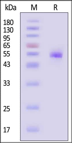 ACROBiosystems Rhesus macaque CD5 100ug, Quantity: Each of 1