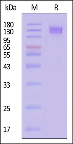 ACROBiosystems Human CD45 25ug, Quantity: Each of 1