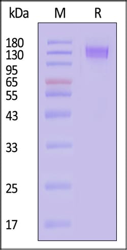 ACROBiosystems Human CD45 200ug, Quantity: Each of 1