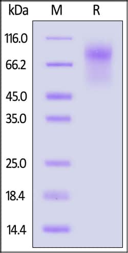 ACROBiosystems Human CD34 200ug, Quantity: Each of 1