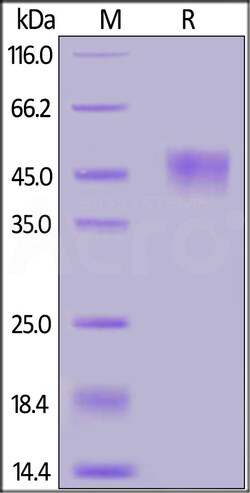 ACROBiosystems Cynomolgus CD24 Fc Tag, Quantity: Each of 1