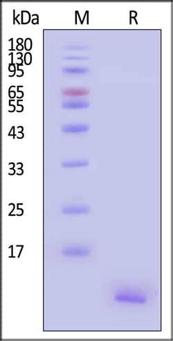 ACROBiosystems Human CCL27 Protein His Tag, Quantity: Each of 1