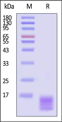 ACROBiosystems Human CCL23 Protein His Tag, Quantity: Each of 1
