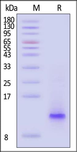 ACROBiosystems Human CCL20 Protein His Tag, Quantity: Each of 1