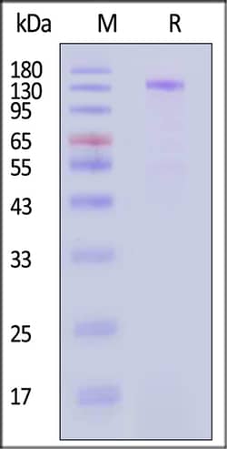 ACROBiosystems Mouse Cadherin-17 200ug, Quantity: Each of 1