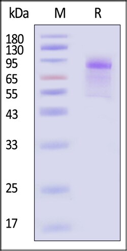 ACROBiosystems Human Cadherin-6 25ug, Quantity: Each of 1