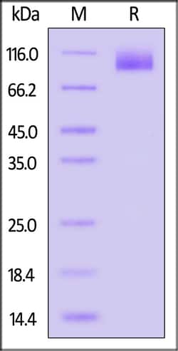ACROBiosystems Cynomolgus CA125 25ug, Quantity: Each of 1